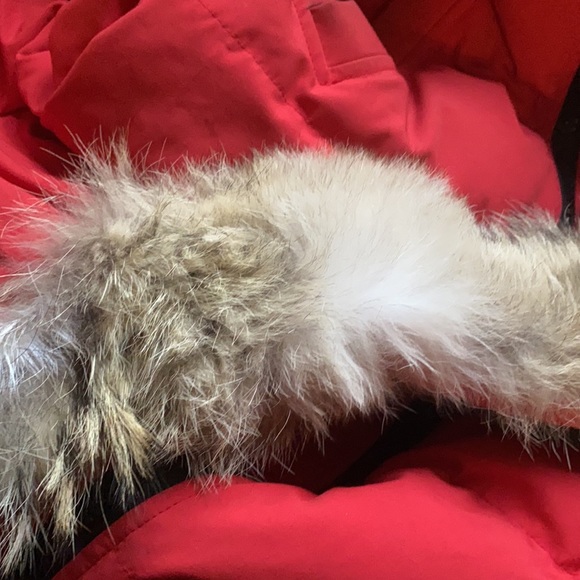 Canadian Goose - Picture 6 of 12